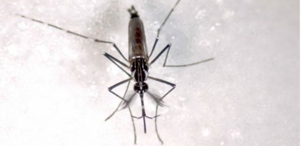 Por que é tão difícil combater o mosquito da dengue?