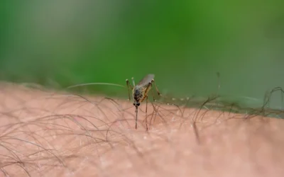 Zika Atinge Mais os Bebês Até 3 Meses de Gestação
