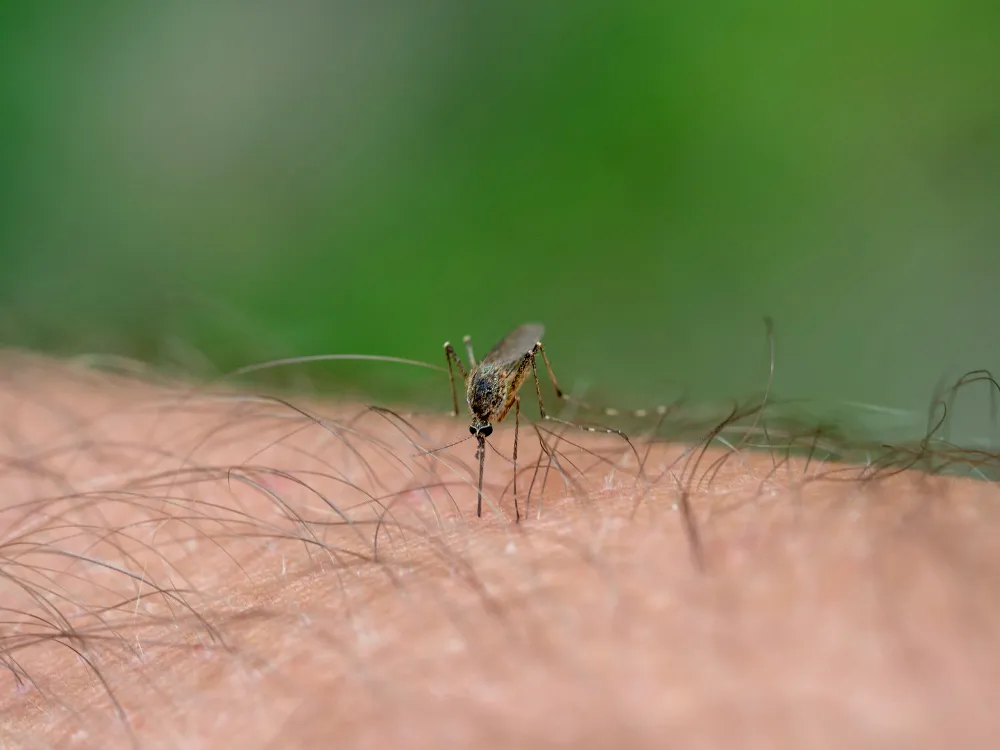 Zika Atinge Mais os Bebês Até 3 Meses de Gestação