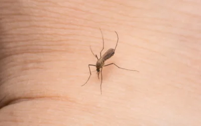 Vírus da Zika Encolhe Testículos