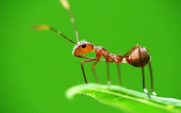 Formigas contaminam mais do que baratas