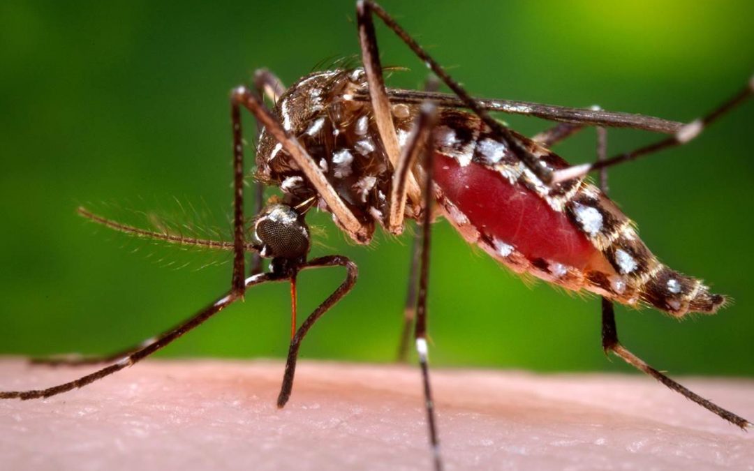 Vítimas do Aedes Podem Aumentar a partir de Abril