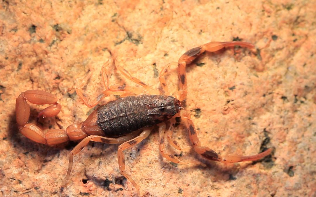 Escorpiões – Mitos e Verdades Sobre a Dedetização de Escorpiões