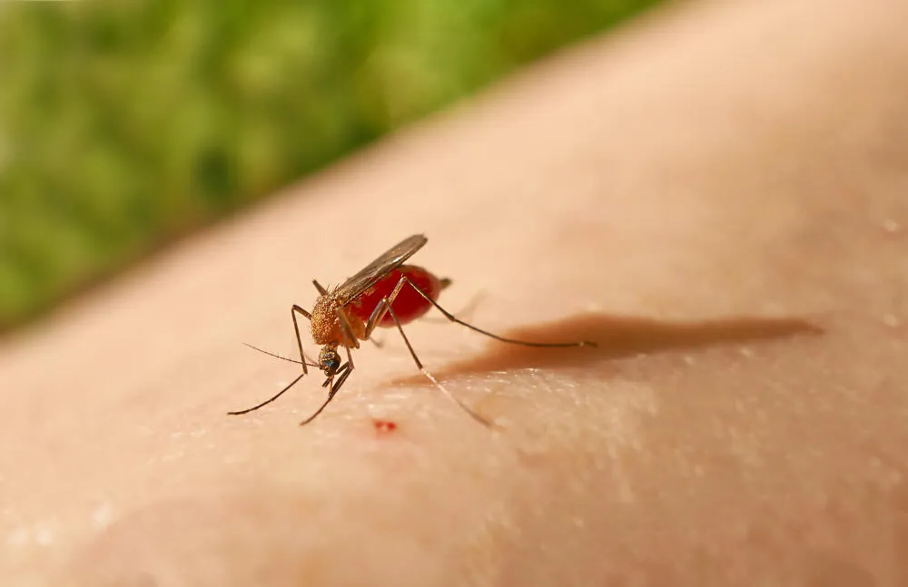 Escolha a empresa ideal para o controle de mosquitos