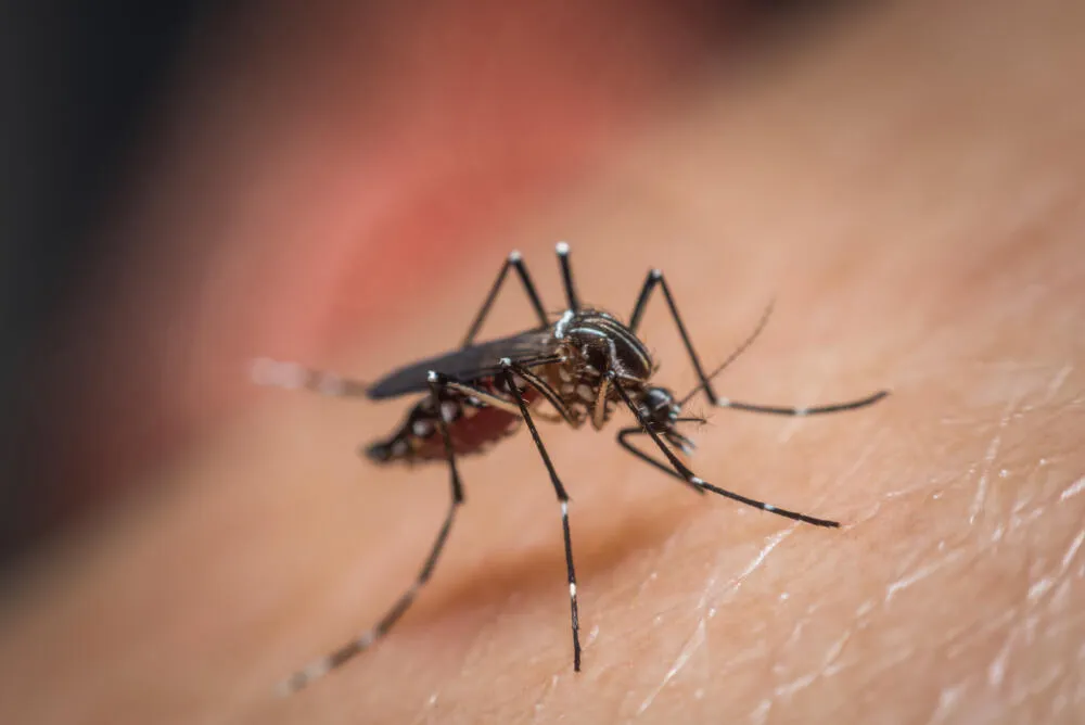 Não deixe a falta de controle de mosquitos estragar a Cidade Maravilhosa