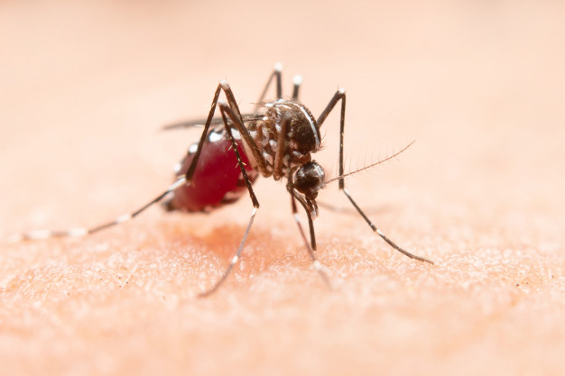 Dedetização de Mosquitos pode Salvar a Sua Vida!