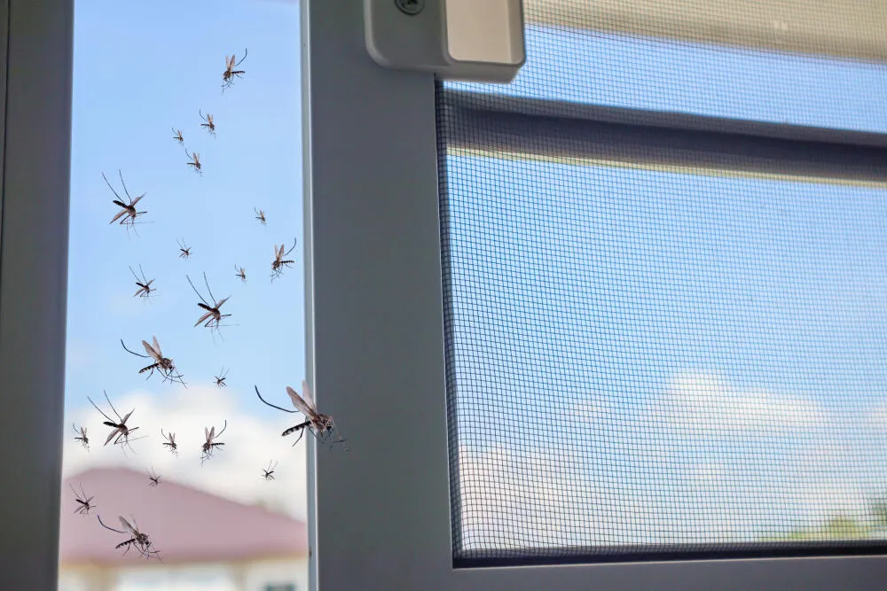 Dedetização de mosquitos em Macaé para evitar uma epidemia no verão