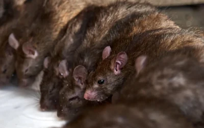6 dúvidas mais frequentes sobre ratos e desratização