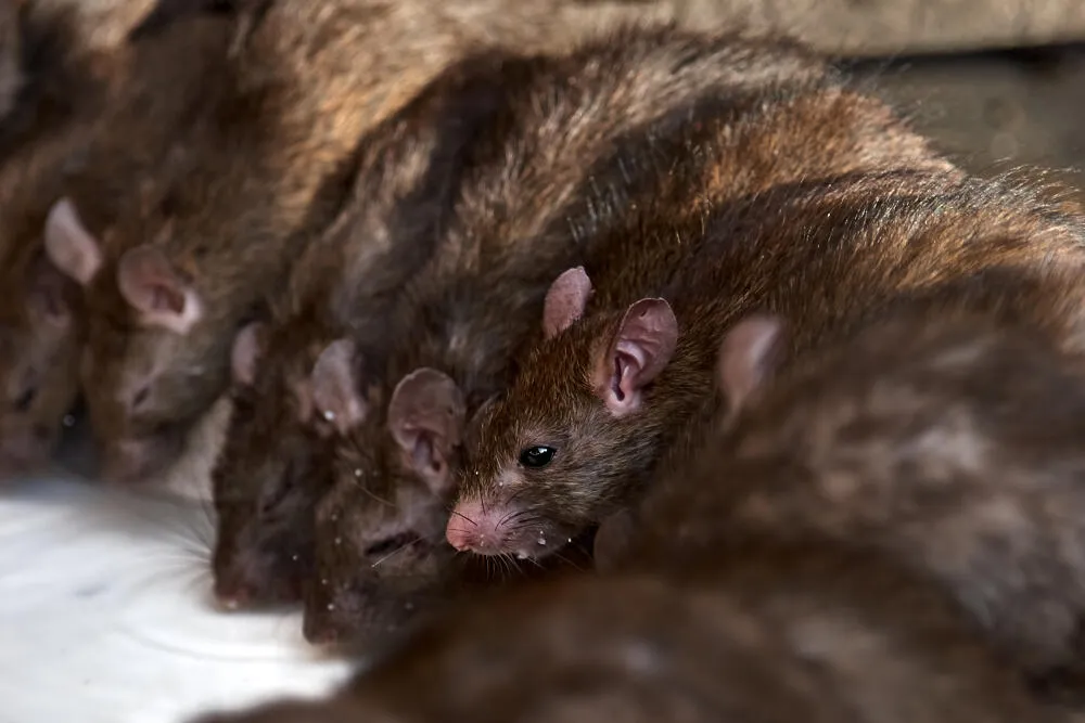 6 dúvidas mais frequentes sobre ratos e desratização