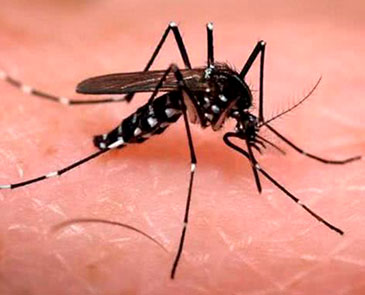 Pulverização Estratégica – Solução da Dengue?