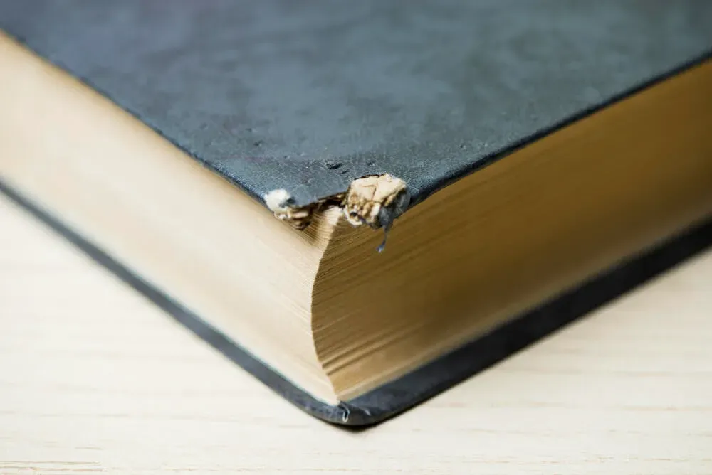 Principais espécies de traças que atacam suas roupas e livros