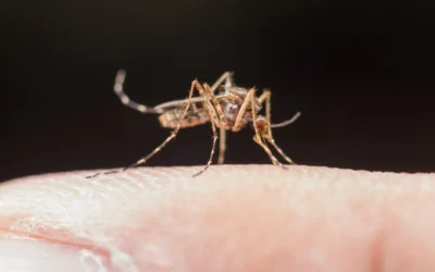 Dedetização de mosquitos: Conheça os métodos mais eficientes