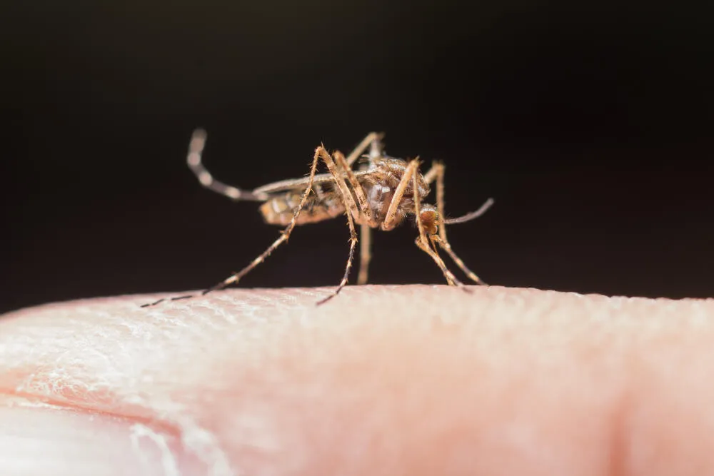 Dedetização de mosquitos: Conheça os métodos mais eficientes