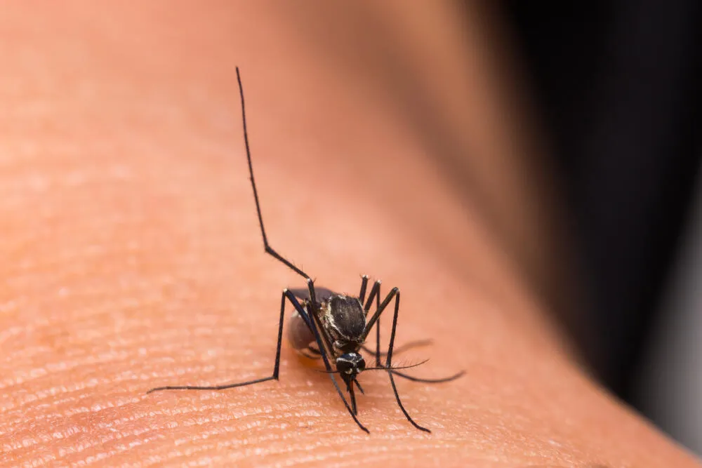 Dedetização de mosquitos: a preocupação com esses mosquitos vai além da dengue