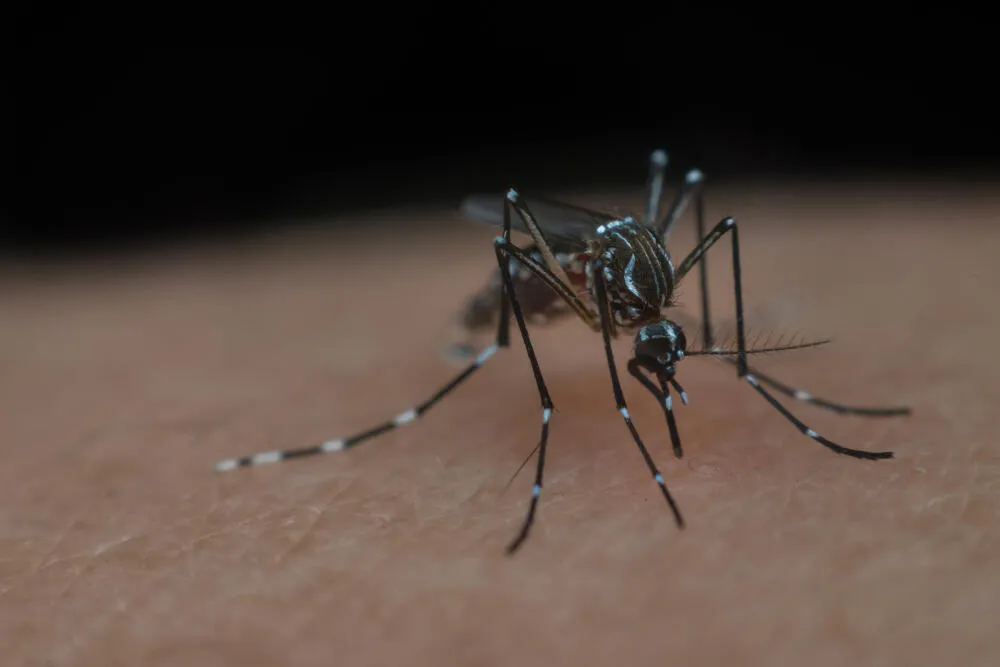 Dedetização de mosquitos: saiba por que o serviço é mais intenso no verão