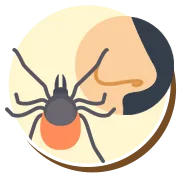 Ácaros | Ciclo de vida dos ácaros | Higienização Contra ácaros | RJ