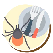 Ácaros | Ciclo de vida dos ácaros | Higienização Contra ácaros | RJ