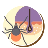 Ácaros | Ciclo de vida dos ácaros | Higienização Contra ácaros | RJ