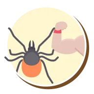 Ácaros | Ciclo de vida dos ácaros | Higienização Contra ácaros | RJ