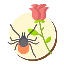 Ácaros | Ciclo de vida dos ácaros | Higienização Contra ácaros | RJ