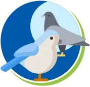 Pombos | Biologia dos pombos | Ciclo de Vidas | Manejo de Pombos RJ