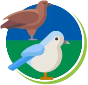 Pombos | Biologia dos pombos | Ciclo de Vidas | Manejo de Pombos RJ