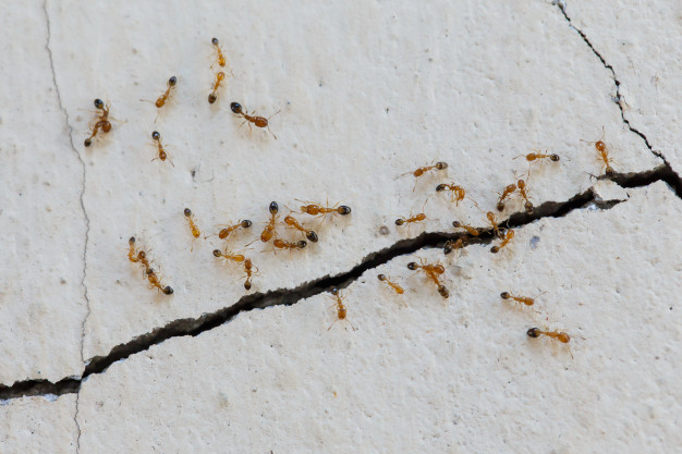Qual é o Preço da Dedetização de formigas?