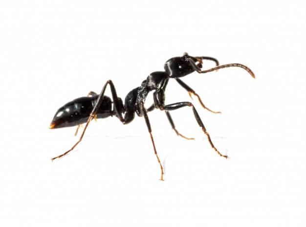 A dedetização de formigas é necessária