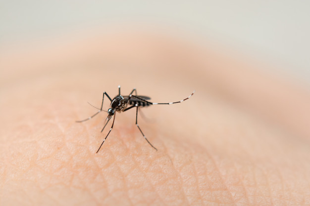 O vírus Mayaro, transmitido pelo mosquito Haemagogus, já circula no Rio de Janeiro
