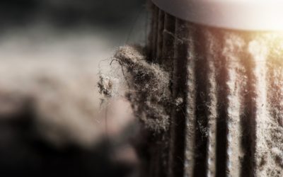 Você conhece os tipos de ácaros que infestam sua residência?