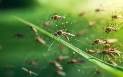 O vírus Mayaro, transmitido pelo mosquito Haemagogus, já circula no Rio de Janeiro