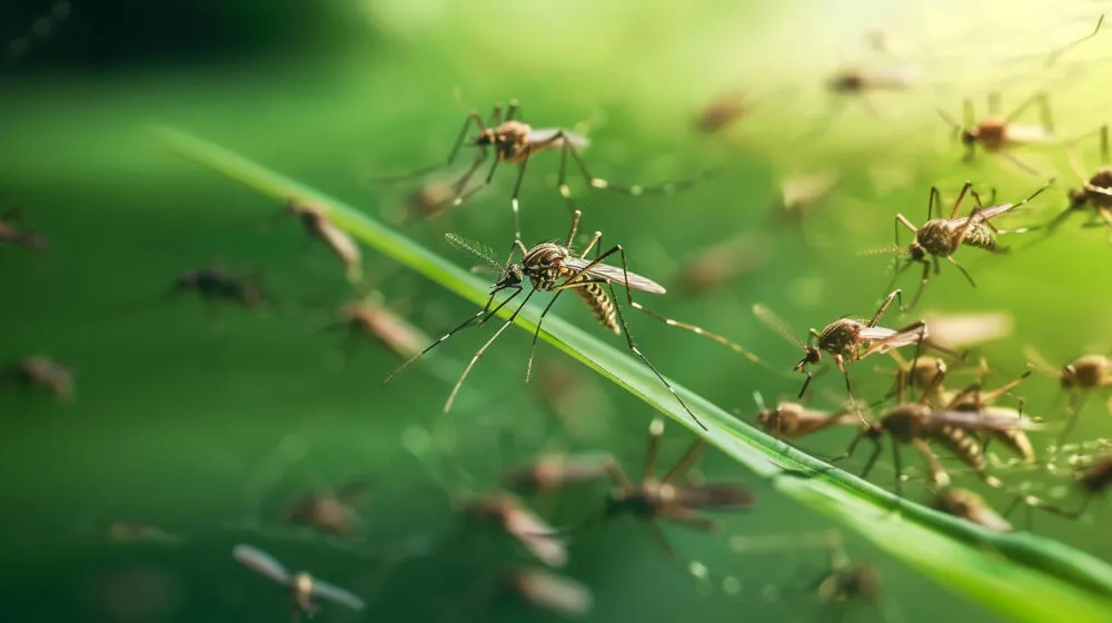O vírus Mayaro, transmitido pelo mosquito Haemagogus, já circula no Rio de Janeiro