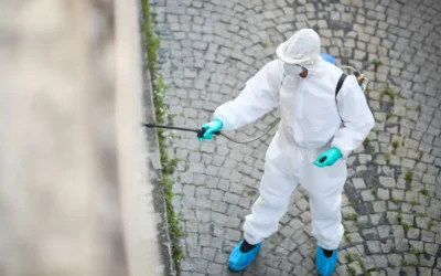 As pragas não entram em quarentena! Evite o risco de doenças com serviços de desinsetização