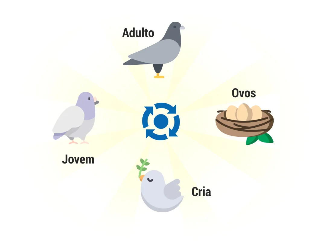 Pombos | Biologia dos pombos | Ciclo de Vidas | Manejo de Pombos RJ Pombos | Biologia dos pombos | Ciclo de Vidas | Manejo de Pombos RJ