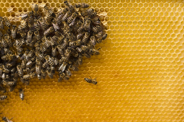  Abelhas, vespas e marimbondos | Curiosidades e Tipo de Abelhas