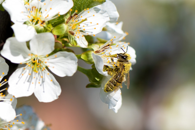  Abelhas, vespas e marimbondos | Curiosidades e Tipo de Abelhas
