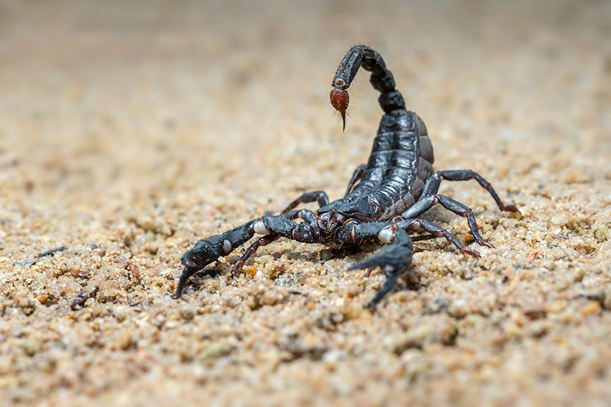 Manejo e Dedetização de escorpiões no Rio de Janeiro