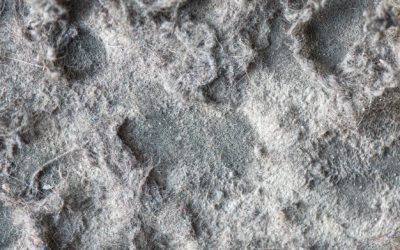 Prevenção contra ácaros: 5 dicas essenciais