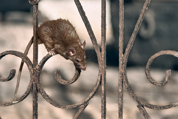 Desratização e ou Dedetização de Ratos no Rio de Janeiro