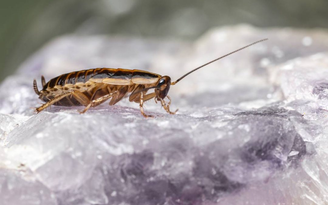 Guia sobre baratas: o que é importante saber sobre esses pequenos insetos invasores?