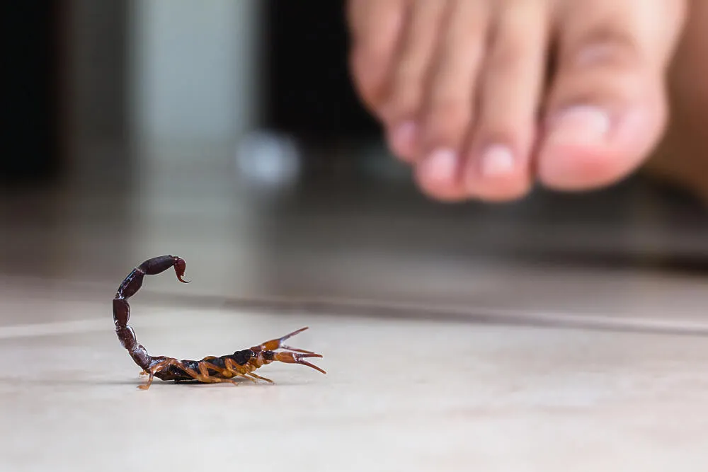 Veneno dos escorpiões: conheça os perigos