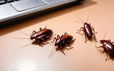 Reprodução das Baratas: entenda como funciona e saiba como eliminar