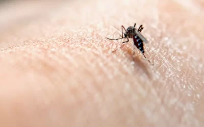 Até 4,2 milhões de casos de Dengue podem ser registrados no Brasil em 2024