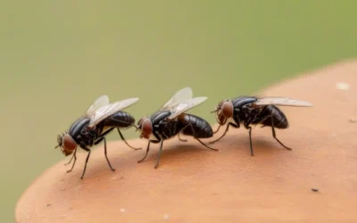 Infestação de Mosca no Ambientes: Problemas Comuns Causados por Essa Praga