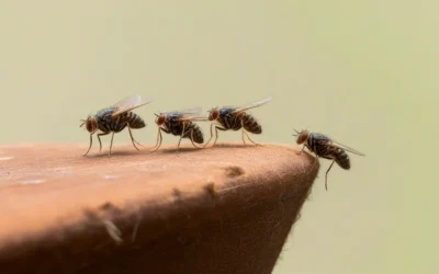 O que Fazer para Matar Moscas no Quintal: a Solução contra a Infestação Silenciosa