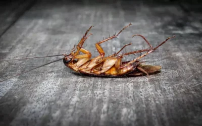 Tipos de Iscas para Dedetização de Baratas: Conheça os Modelos e Características