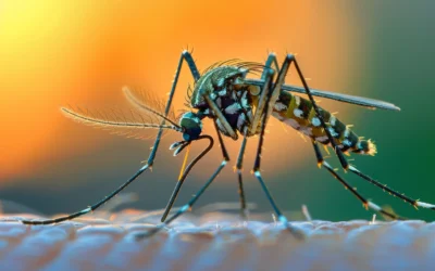 Dedetização de Mosquitos: Como Funciona?