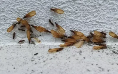 Como evitar reinfestações após uma dedetização profissional