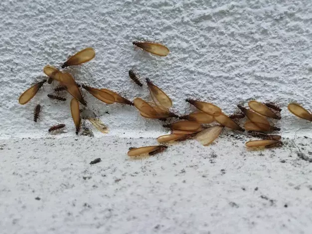 Como evitar reinfestações após uma dedetização profissional Como evitar reinfestações após uma dedetização profissional