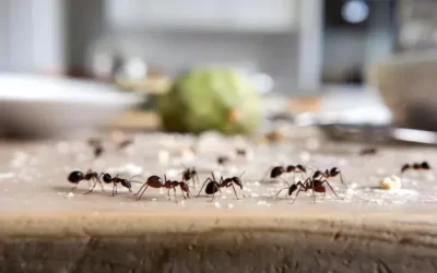 Dedetização de formigas: estratégias para cozinhas e jardins